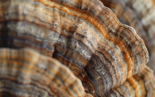 The Outlaw Ancient Fungus: Why Is Turkey Tail Mushroom Being Banned In The UK?