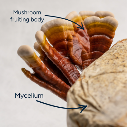 Reishi mushroom with labeled mycelium and fruiting body on a white background