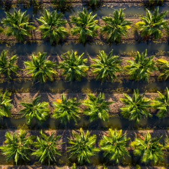 Aerial view of a palm tree plantation with rows of green palm trees.