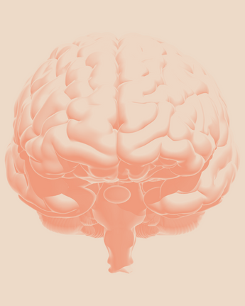 An illustration of a brain 