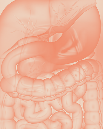 Illustration of a human intestine on a pink background