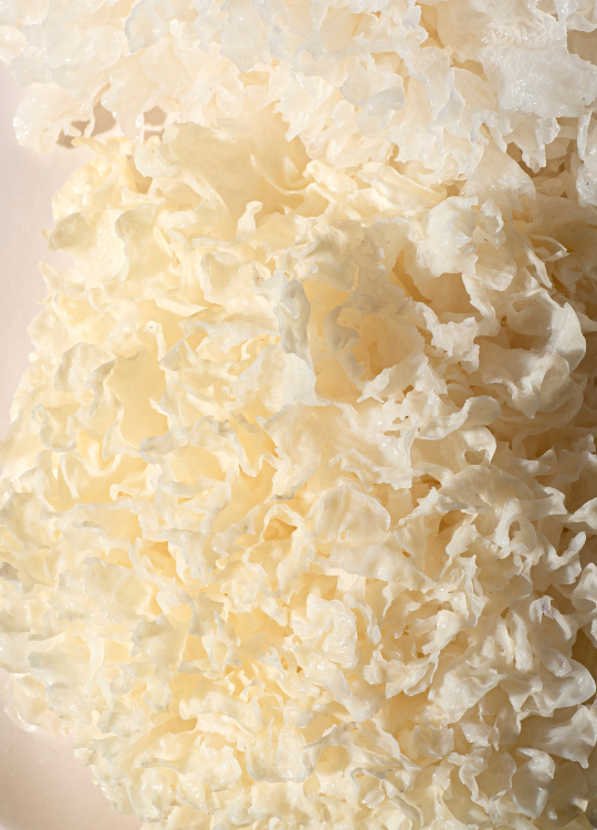 Tremella