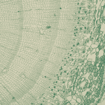 Microscopic view of plant tissue with different cell types