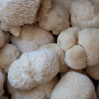 Fresh Lion's Mane mushroom harvest