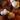 Fresh Reishi mushroom harvest