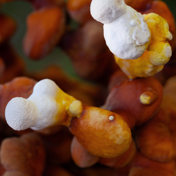 Fresh Reishi mushroom harvest