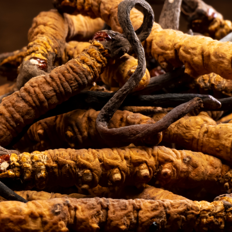 Cordyceps