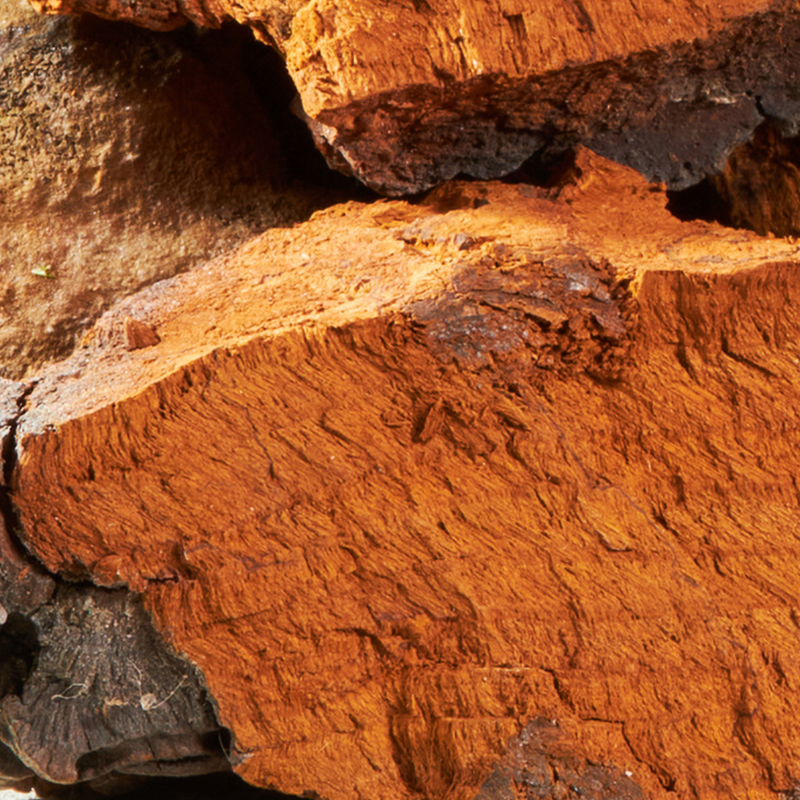 Chaga