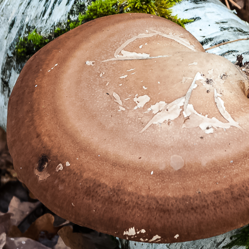 Birch Polypore