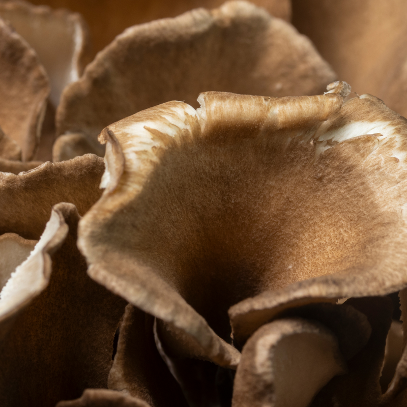 Maitake