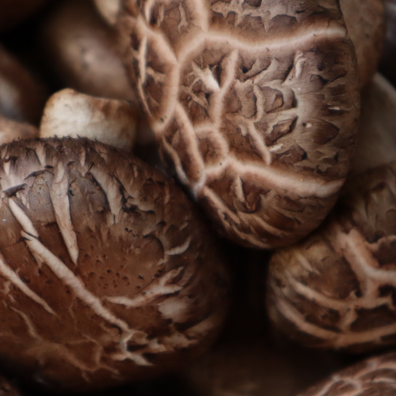 Shiitake