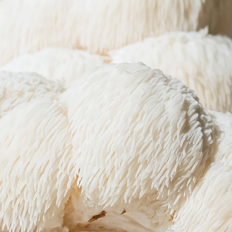 Lion's Mane