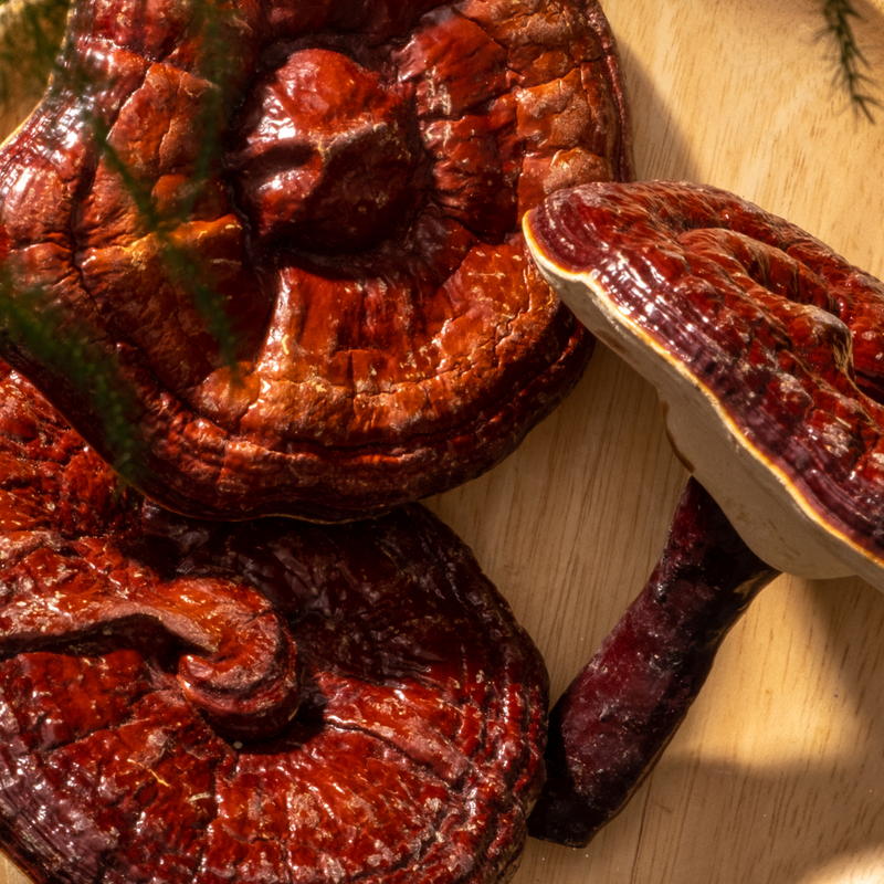 Reishi