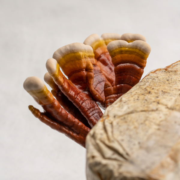 Reishi msuhroom growing at Mogo Farm