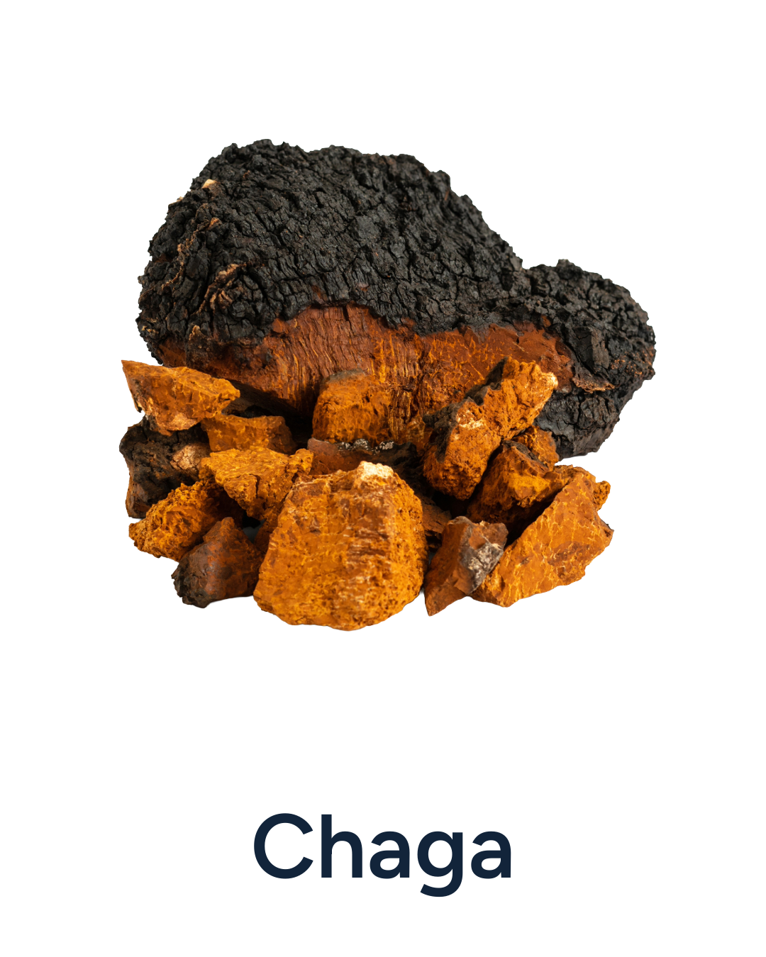 Chaga mushroom on a white background with 'Chaga' text below.