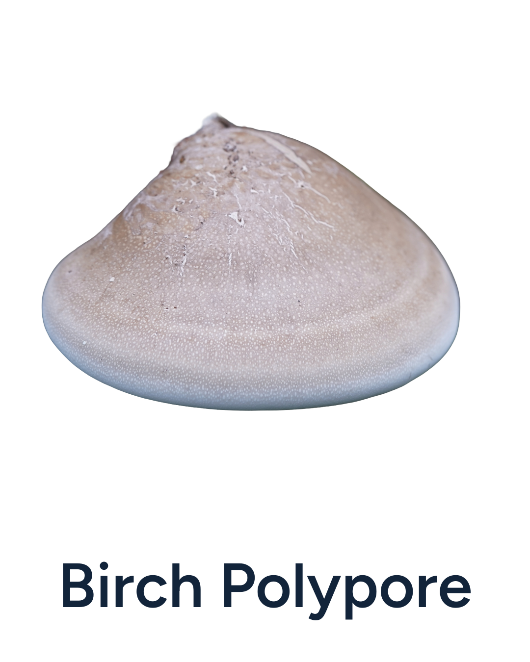 Birch Polypore mushroom on a white background with 'Birch Polypore' text.