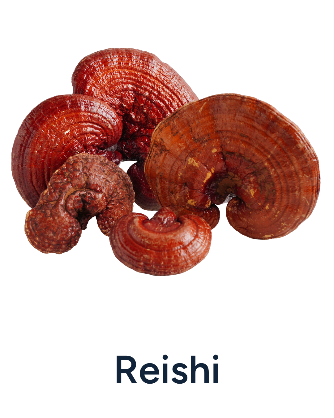 Reishi mushrooms on a white background with 'Reishi' text below.