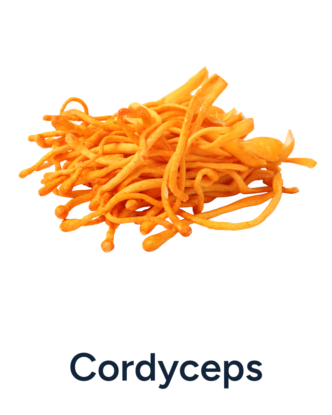 Cordyceps on a white background with 'Cordyceps' text below.