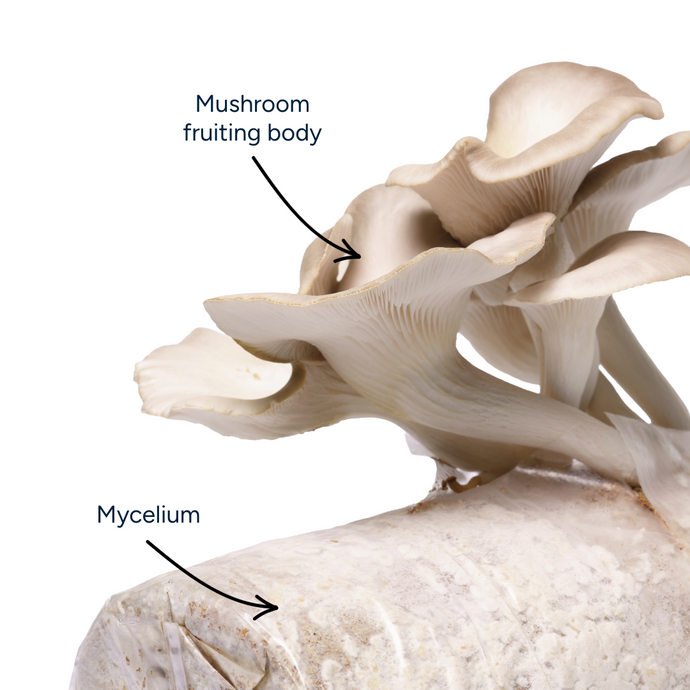 Mushroom fruiting body and mycelium labeled on a white background