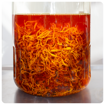 Cordyceps mushroom being extracted using a dual extraction method at Mogo Farm