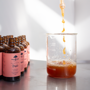 Mogo Farm Reishi mushroom tincture bottled on the farm 