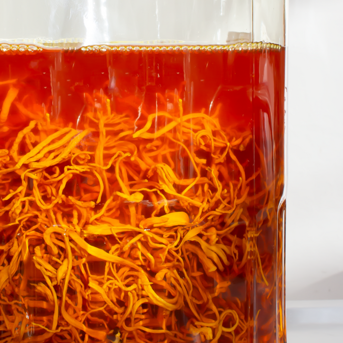 Cordyceps mushrooms during alcohol extraction process at Mogo Farm